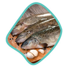 ماهی قزل آلا کامل زی خوراک